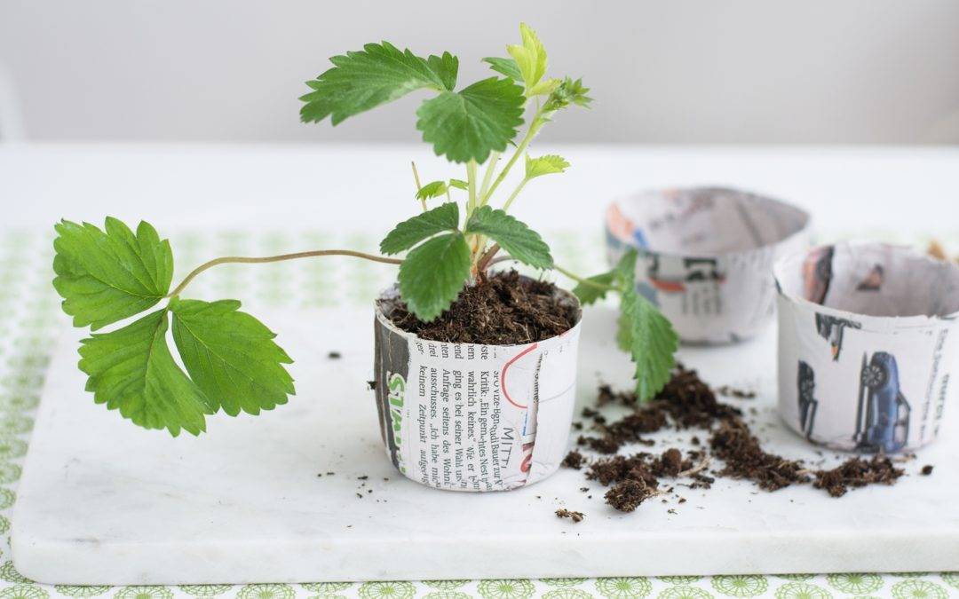 Kompostierbare Anzuchttöpfchen aus Zeitungspapier selber machen